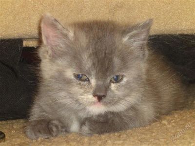 Лот: 2924978. Фото: 1. отдам в добрые руки. Кошки, котята