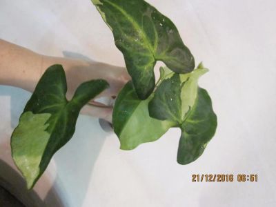 Лот: 8848924. Фото: 1. Сингониум Три короля вар. / Syngonium... Горшечные растения и комнатные цветы