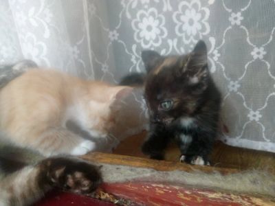 Лот: 10022315. Фото: 1. Кошечка 1.5 мес. Трехцветная. Кошки, котята