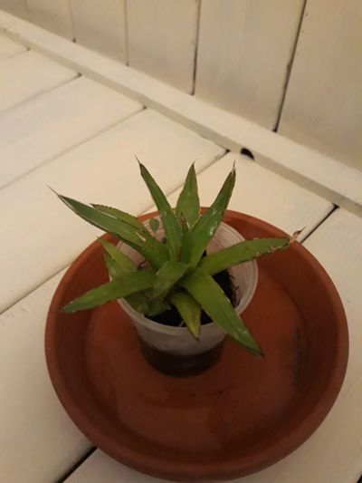 Лот: 16814045. Фото: 1. Агава (Agave victoriae-reginae... Горшечные растения и комнатные цветы
