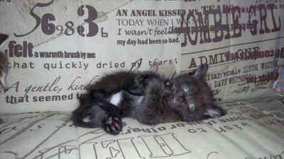 Лот: 14020248. Фото: 1. Чёрненький котейка. Кошки, котята