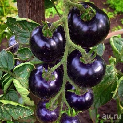 Лот: 9124262. Фото: 1. Черные помидоры Indigo Rose семена... Овощи