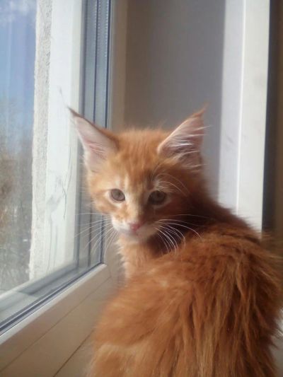 Лот: 9639451. Фото: 1. Продам Котят мейн кун. Кошки, котята