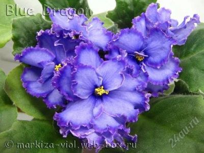 Лот: 969646. Фото: 1. фиалка Blue Drаgon,детка. Горшечные растения и комнатные цветы
