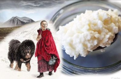 Лот: 17849508. Фото: 1. Молочный гриб тибетский. Грибы