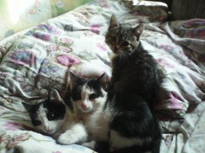 Лот: 3835291. Фото: 1. отдам котят. Кошки, котята