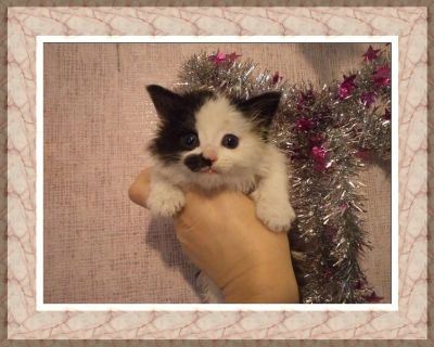 Лот: 3676360. Фото: 1. Котенок Тихомир ищет хозяев. Кошки, котята