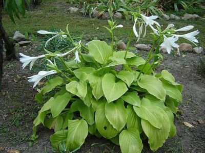 Лот: 12476306. Фото: 1. Хоста Пантагинеа (Hosta plantaginea... Садовые цветы