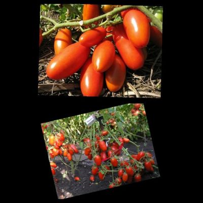 Лот: 8553906. Фото: 1. Семена томатов из частной коллекции... Овощи