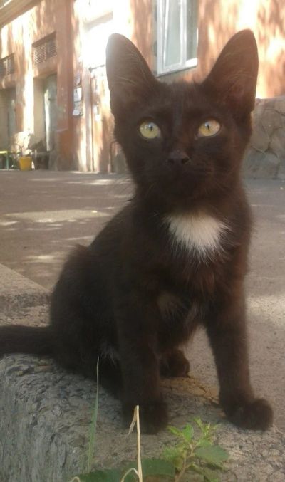 Лот: 5897193. Фото: 1. Котенок 4 месяца, мальчик!. Кошки, котята