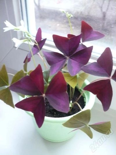 Лот: 43785. Фото: 1. Кислица (Oxalis triangularis). Красноярск