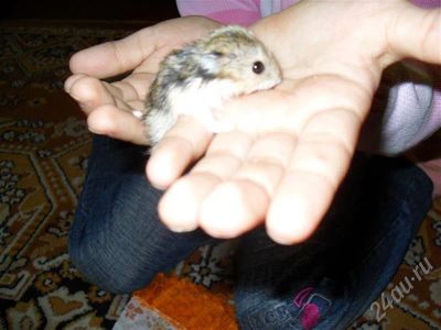 Лот: 509006. Фото: 1. Джунгарские хомячки. Остальные животные