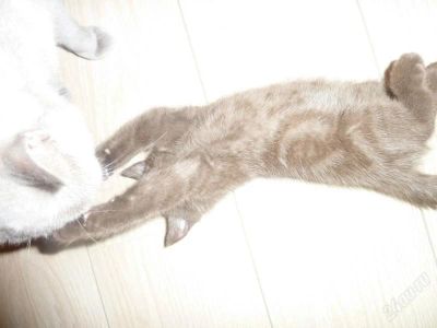 Лот: 1460655. Фото: 1. Шотландский котик. Кошки, котята