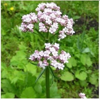 Лот: 6087047. Фото: 1. Валериана, 50гр. Другое (красота и здоровье)