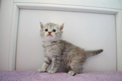 Лот: 6140826. Фото: 1. котятки девочки прямоухие. Кошки, котята