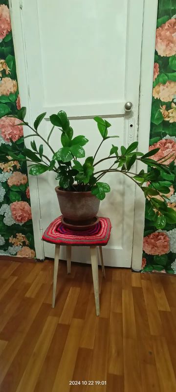 Лот: 24388222. Фото: 1. Долларовое дерево. Декоративные кустарники и деревья