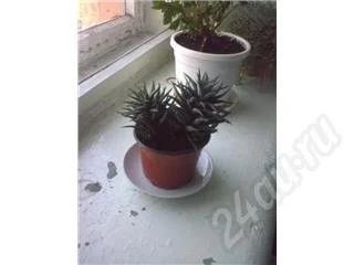 Лот: 245865. Фото: 1. Хавортия. Горшечные растения и комнатные цветы