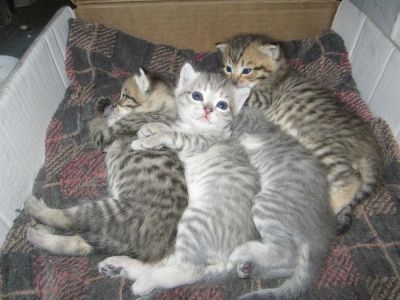 Лот: 3030004. Фото: 1. подарю котят. Кошки, котята