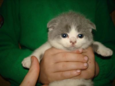 Лот: 3513326. Фото: 1. Шотландский вислоухий котик. Кошки, котята