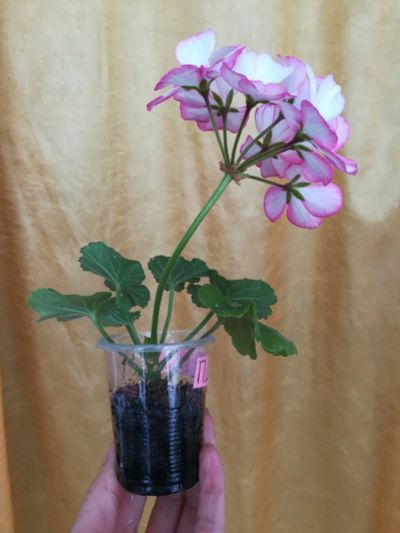 Лот: 13916726. Фото: 1. Picotee Pink. Горшечные растения и комнатные цветы