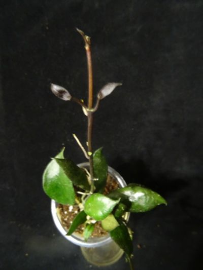 Лот: 16410377. Фото: 1. Хойя-Hoya lacunosa royal flush. Горшечные растения и комнатные цветы