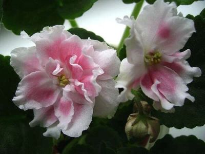 Лот: 4196853. Фото: 1. Листик фиалки Розовый Жемчуг... Горшечные растения и комнатные цветы