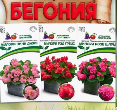 Лот: 22969356. Фото: 1. Бегония махровая вечноцветущая. Горшечные растения и комнатные цветы
