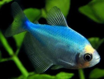 Лот: 9992742. Фото: 1. Тернеция GloFish (синяя) (Gymnocorymbus... Рыбки