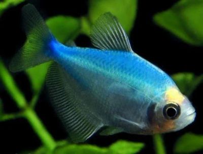 Лот: 9992742. Фото: 1. Тернеция GloFish (синяя) (Gymnocorymbus... Рыбки