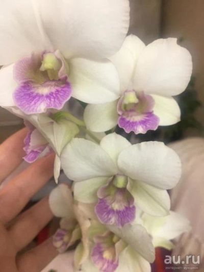 Лот: 17793951. Фото: 1. Орхидея. Горшечные растения и комнатные цветы