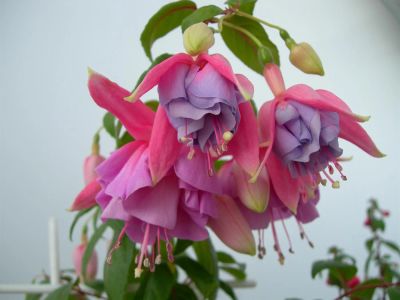 Лот: 3170803. Фото: 1. Фуксия "Tuonela". Горшечные растения и комнатные цветы