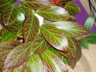 Лот: 9761367. Фото: 1. хойя Hoya obscura redleaves (укорененный... Горшечные растения и комнатные цветы