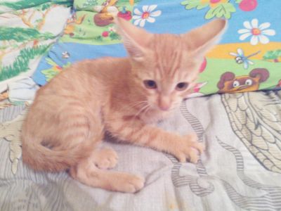 Лот: 4458269. Фото: 1. Рыжий маленький котенок. Кошки, котята