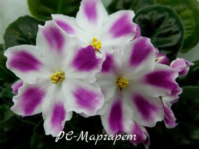 Лот: 5208164. Фото: 1. Фиалка сортовая РС-Маргарет лист. Горшечные растения и комнатные цветы