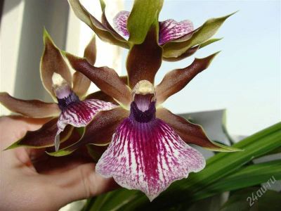 Лот: 2000636. Фото: 1. Орхидея Zygopetalum Rhein Harlekin. Горшечные растения и комнатные цветы