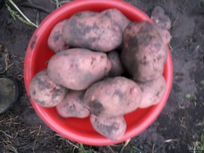 Лот: 10268061. Фото: 1. Картошка. Новый урожай!!! Много... Картофель