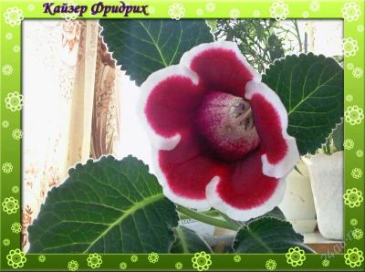 Лот: 883470. Фото: 1. Укоренённый лист глоксинии Кайзер... Горшечные растения и комнатные цветы
