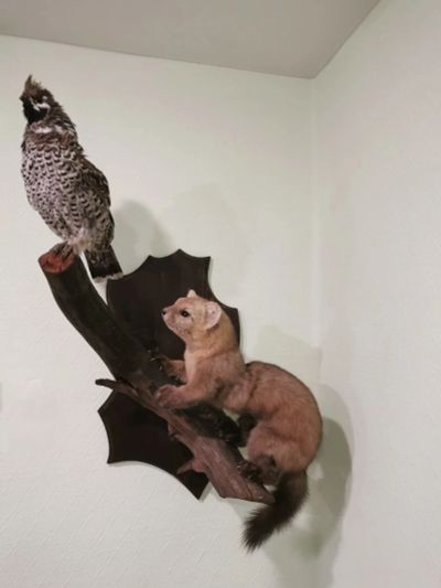 Лот: 16980838. Фото: 1. чучело соболь с рябчиком. Чучела животных, рога, шкуры