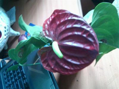 Лот: 2036872. Фото: 1. антуриум браун гигант. Горшечные растения и комнатные цветы