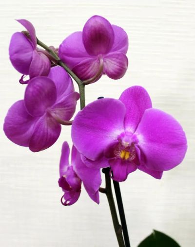 Лот: 4839527. Фото: 1. Орхидея фаленопсис. Горшечные растения и комнатные цветы