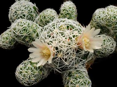 Лот: 7557025. Фото: 1. Маммилярия стройная (Mammillaria... Горшечные растения и комнатные цветы
