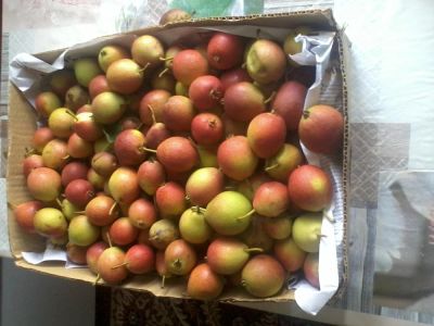 Лот: 8028132. Фото: 1. груша сибирская урожай 2016(обмен... Овощи, фрукты, зелень