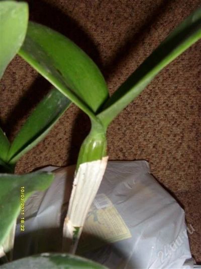 Лот: 1237075. Фото: 1. Каттлея детка №5. Горшечные растения и комнатные цветы