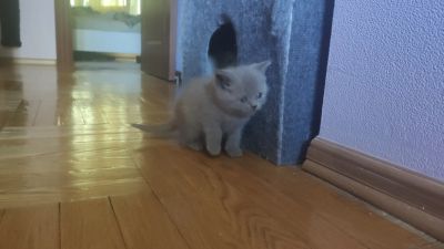 Лот: 17707377. Фото: 1. Котенок британец девочка. Кошки, котята