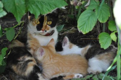 Лот: 10039343. Фото: 1. котята. Кошки, котята