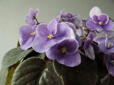 Лот: 947605. Фото: 1. Цветущая фиолетовая фиалочка. Горшечные растения и комнатные цветы