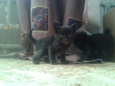 Лот: 9607498. Фото: 1. Котята-космонавты O. Кошки, котята