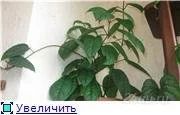 Лот: 143568. Фото: 1. Клеродендрум:). Горшечные растения и комнатные цветы