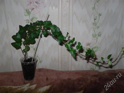 Лот: 641344. Фото: 1. Плющ - 2. Горшечные растения и комнатные цветы