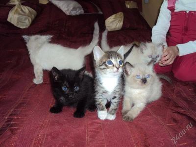 Лот: 1396243. Фото: 1. Котята. Кошки, котята
